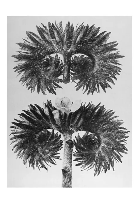 Framed Print : Historical photograph, Wild heliotrope (Phacelia tanacetifolia) Framed Print : Historical photograph, Wild heliotrope (Phacelia tanacetifolia)