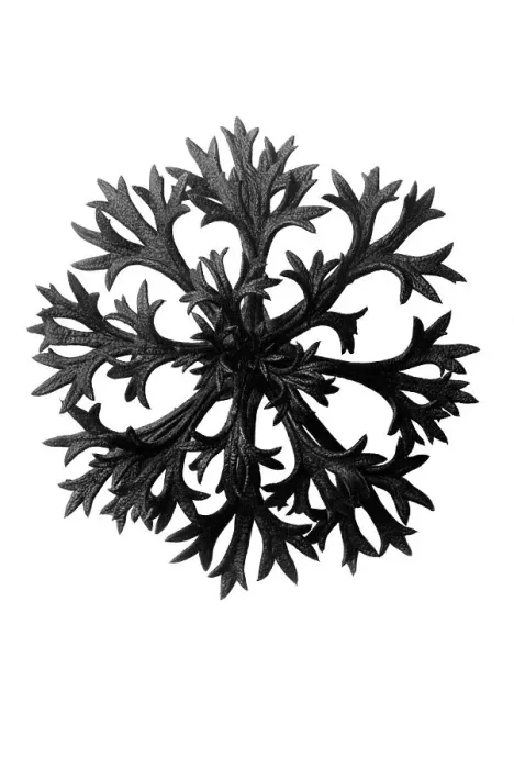 Framed Print : Historical photograph, Willkomm's saxifrage (Saxifraga Willkommiana)