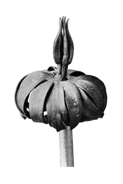 Framed Print : Historical photograph, Winter aconite (Eranthis cilicius) Framed Print : Historical photograph, Winter aconite (Eranthis cilicius)
