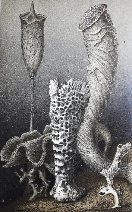 Framed Print : Historical picture of hexactinellid sponges