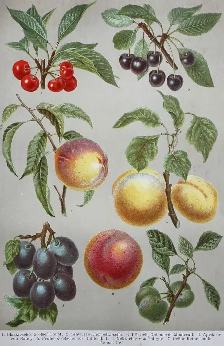 Framed Print : Historical picture of various fruits: cherry