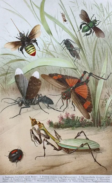 Framed Print : Historical picture of various insects: Euglossa dimidiata Framed Print : Historical picture of various insects: Euglossa dimidiata