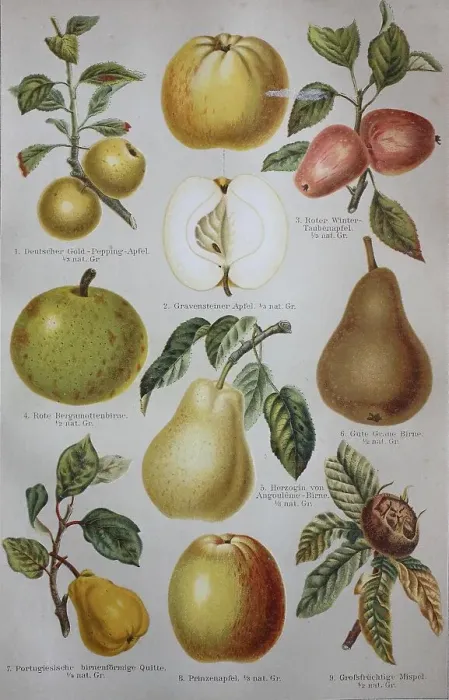 Framed Print : Historical pictures of various Maloideae: apple Framed Print : Historical pictures of various Maloideae: apple