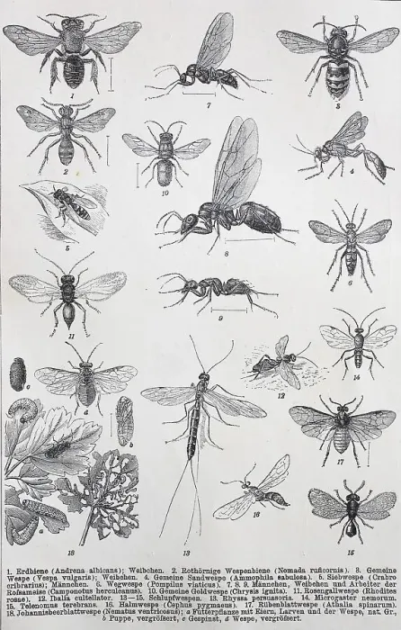 Framed Print : Historische Bilder von verschiedenen Insekten: Andrena albicans Framed Print : Historische Bilder von verschiedenen Insekten: Andrena albicans