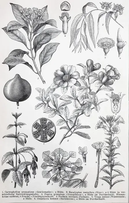 Framed Print : Historische Bilder von verschiedenen Myrtaceae oder Myrtengewaechsen: Caryophyllus aromaticus Framed Print : Historische Bilder von verschiedenen Myrtaceae oder Myrtengewaechsen: Caryophyllus aromaticus