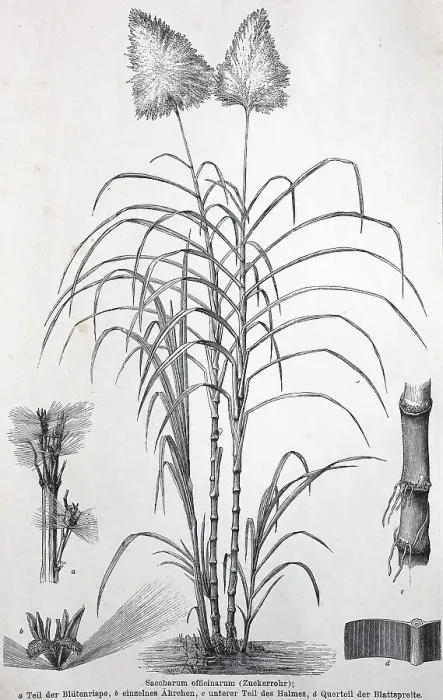 Framed Print : Historisches Bild verschiedener Poaceae oder (Gramineae) Framed Print : Historisches Bild verschiedener Poaceae oder (Gramineae)