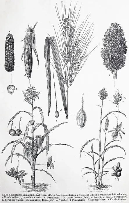 Framed Print : Historisches Bild verschiedener Poaceae oder (Gramineae) Framed Print : Historisches Bild verschiedener Poaceae oder (Gramineae)