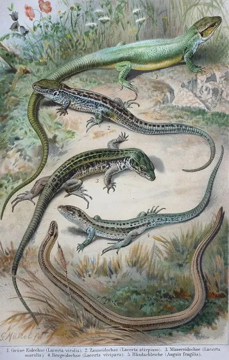 Framed Print : Historisches Bild von verschiedenen Eidechsen: (Lacerta viridis)