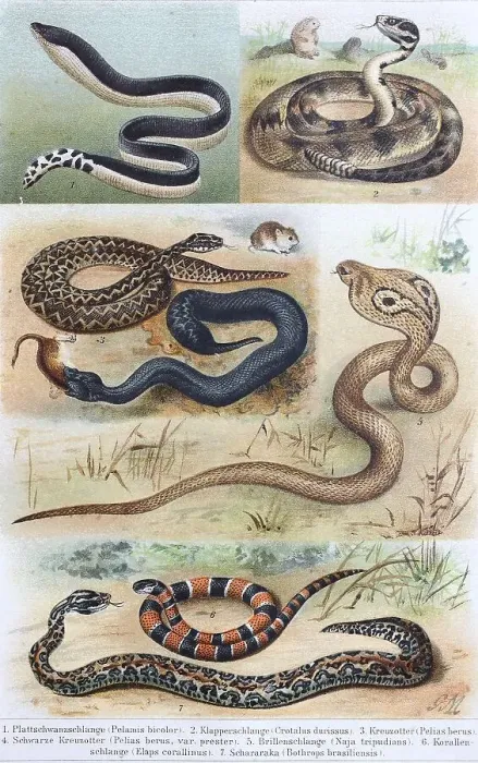 Framed Print : Historisches Bild von verschiedenen Giftschlangen: (Pelamis bicolor) (Crotalus) durissus Framed Print : Historisches Bild von verschiedenen Giftschlangen: (Pelamis bicolor) (Crotalus) durissus