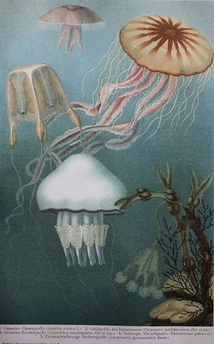 Framed Print : Historisches Bild von verschiedenen Quallen oder Gelees: (Aurelia aurita) Framed Print : Historisches Bild von verschiedenen Quallen oder Gelees: (Aurelia aurita)
