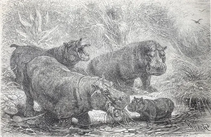 Framed Print : Historisches (Hippopotamus amphibius) Bild des Flusspferdes Framed Print : Historisches (Hippopotamus amphibius) Bild des Flusspferdes