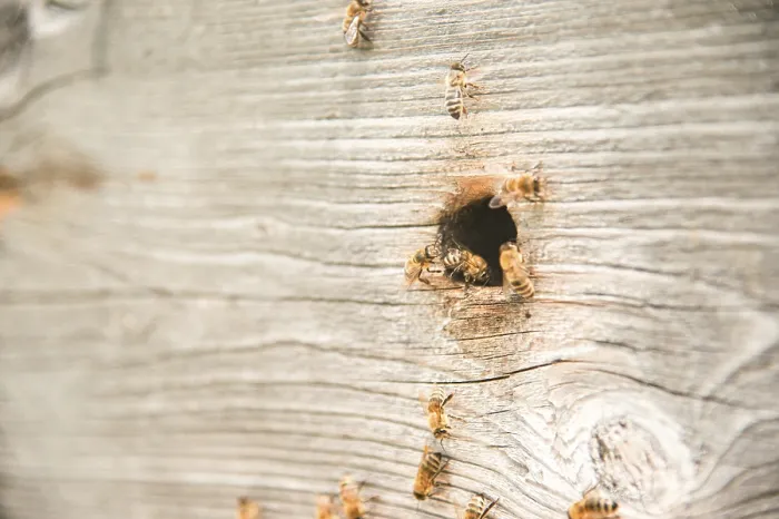 Framed Print : Hives in the apiary with bees flying on the landing boards
