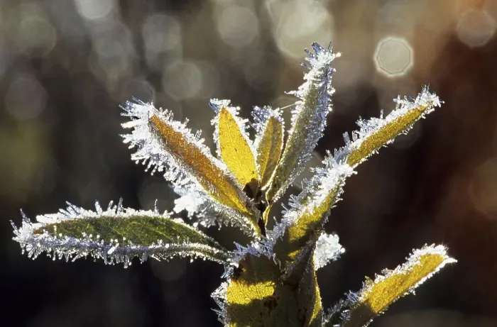 Framed Print : Hoar frost crystals on autumnal blueberry bush