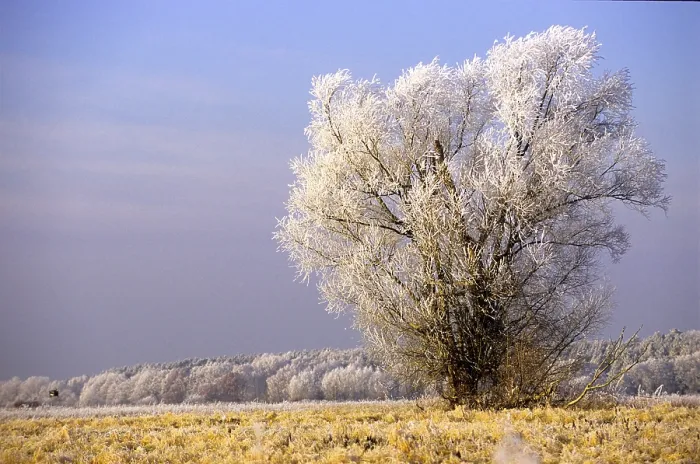 Framed Print : Hoarfrost in January