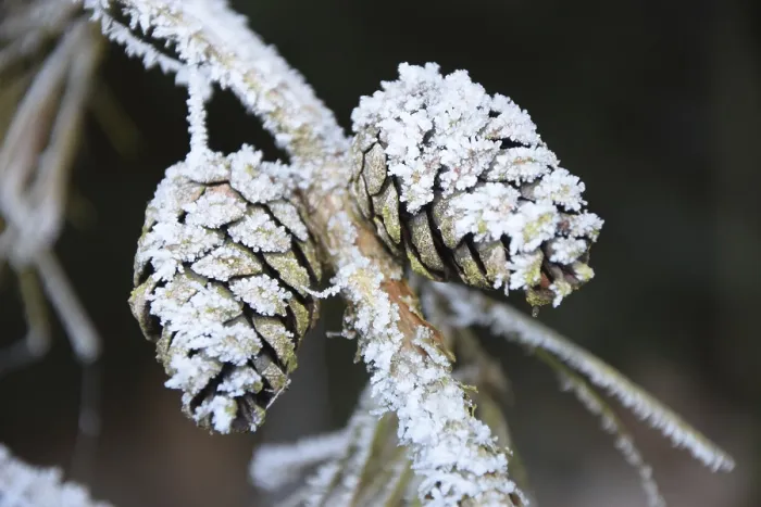 Framed Print : Hoarfrost, larch cones, ice, winter Framed Print : Hoarfrost, larch cones, ice, winter
