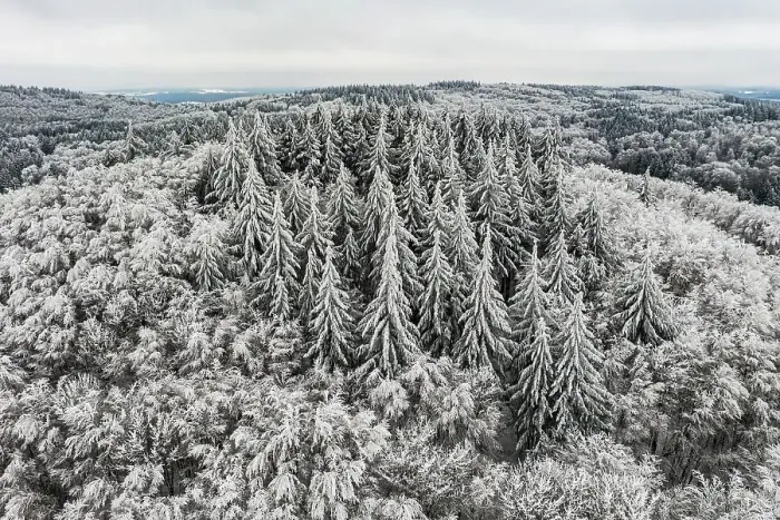 Framed Print : Hoarfrost and snow with wintry landscape with forest and conifers Framed Print : Hoarfrost and snow with wintry landscape with forest and conifers