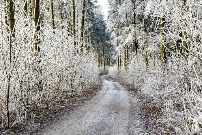Framed Print : Hoarfrost in the woods with forest trail
