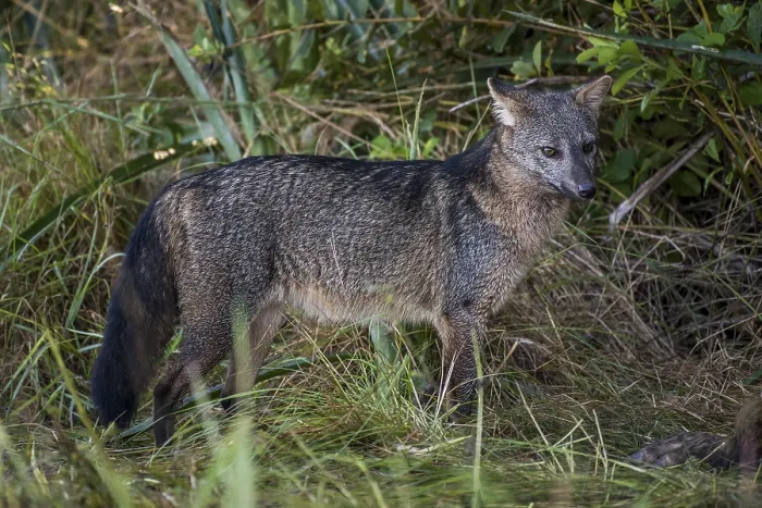 Framed Print : Hoary fox (Lycalopex vetulus) in dense bushes