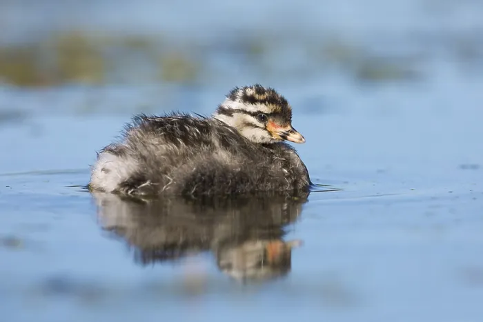 Framed Print : Hoary-headed Grebe (Poliocephalus poliocephalus) chick