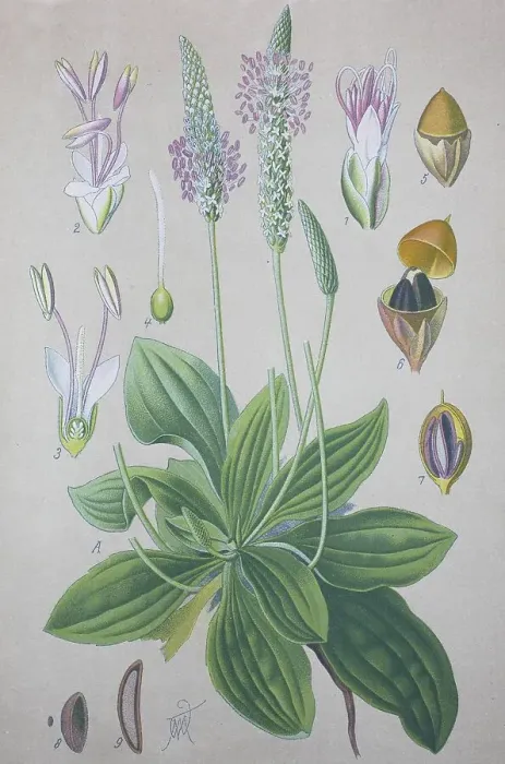 Framed Print : Hoary Plantain (Plantago media) Framed Print : Hoary Plantain (Plantago media)