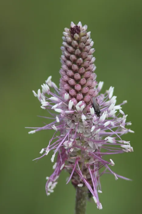 Framed Print : Hoary Plantain (Plantago media) Framed Print : Hoary Plantain (Plantago media)