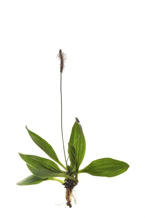 Framed Print : Hoary Plantain (Plantago media) on white background