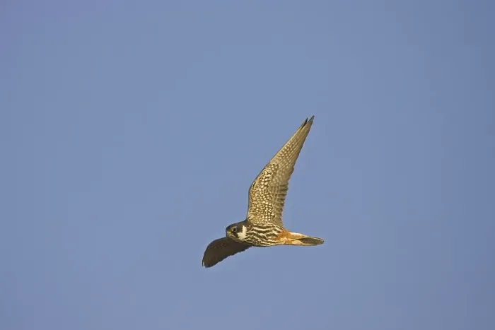 Framed Print : Hobby (Falco subbuteo), adult, in flight