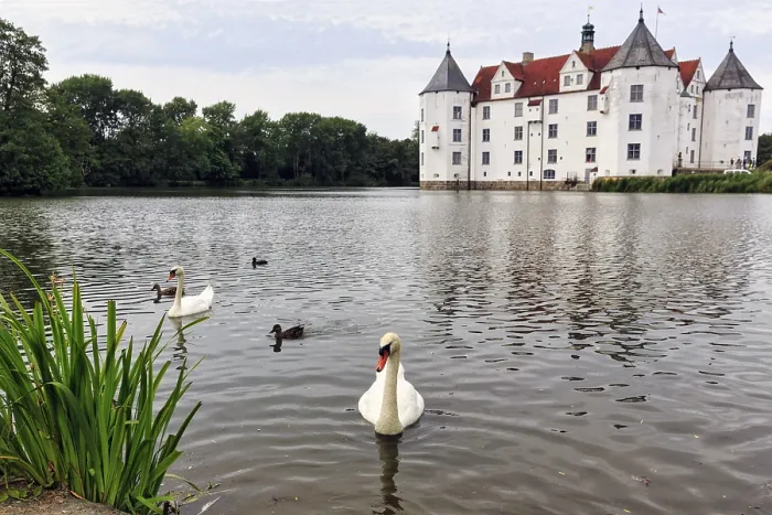 Framed Print : Hocker swan (Cygnus olor) in front of Glucksburg Castle