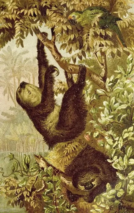 Framed Print : Hoffmann's two-toed sloth (Choloepus hoffmanni) Framed Print : Hoffmann's two-toed sloth (Choloepus hoffmanni)