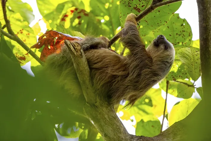 Framed Print : Hoffmann's two-toed sloth (Choloepus hoffmanni) on a branch