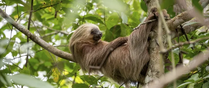 Framed Print : Hoffmann's two-toed sloth (Choloepus hoffmanni) on a branch Framed Print : Hoffmann's two-toed sloth (Choloepus hoffmanni) on a branch