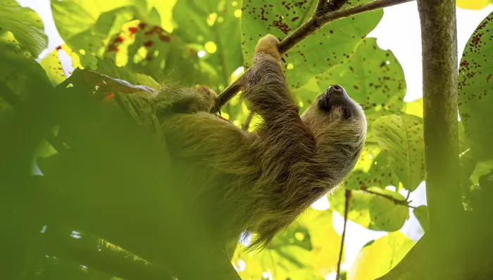 Framed Print : Hoffmann's two-toed sloth (Choloepus hoffmanni) on a branch