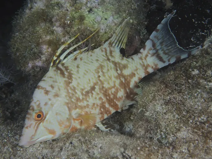Framed Print : Hogfish (Lachnolaimus maximus)