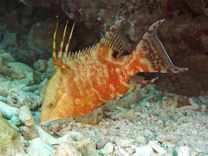 Framed Print : Hogfish (Lachnolaimus maximus)