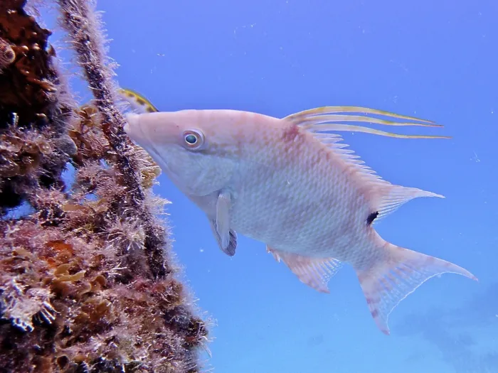 Framed Print : Hogfish (Lachnolaimus maximus) Framed Print : Hogfish (Lachnolaimus maximus)