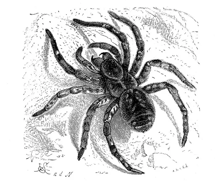 Framed Print : Hogna radiata, web spider from the wolf spider family