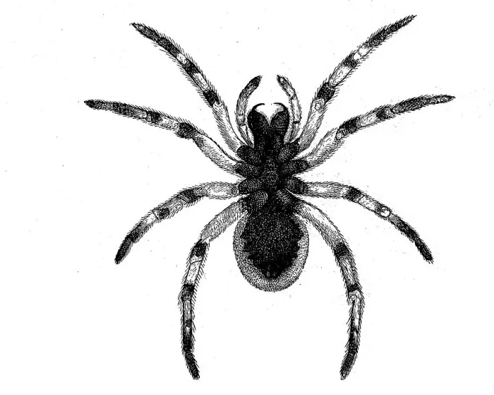 Framed Print : Hogna radiata, web spider from the wolf spider family