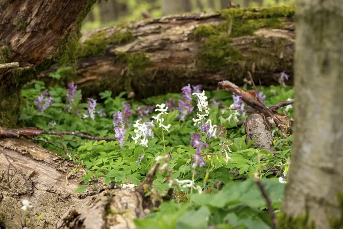 Framed Print : Hollow larkspur (Corydalis cava) Framed Print : Hollow larkspur (Corydalis cava)