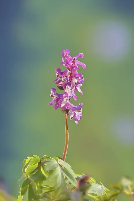 Framed Print : Hollow larkspur (Corydalis cava) Framed Print : Hollow larkspur (Corydalis cava)