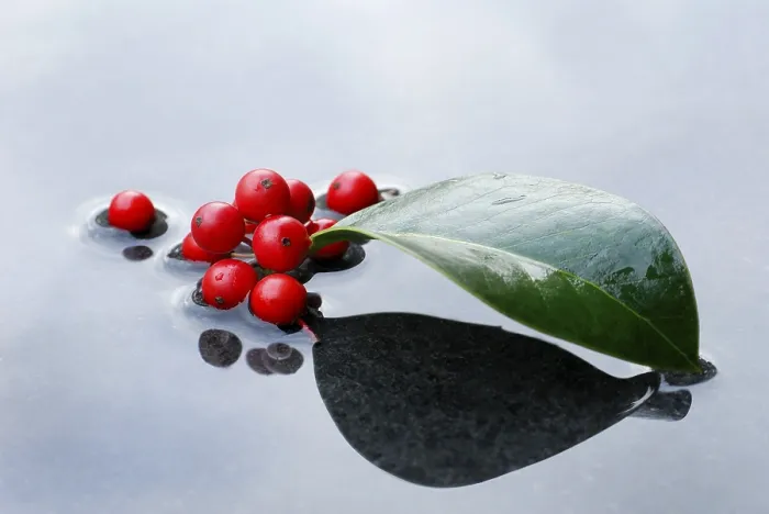 Framed Print : Holly, berries and leaf of holly in water