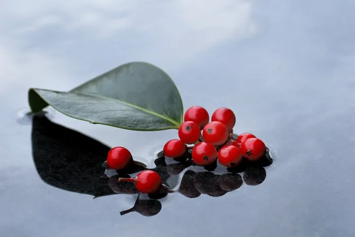 Framed Print : Holly, berries and leaf of holly in water Framed Print : Holly, berries and leaf of holly in water
