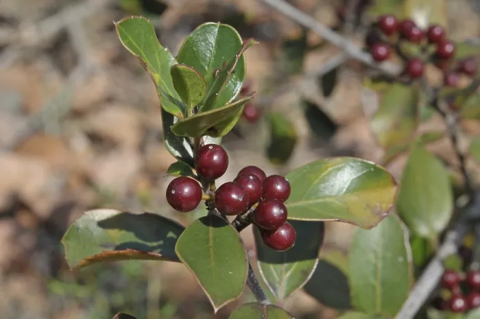 Framed Print : Holly buckthorn (Rhamnus alaternus)