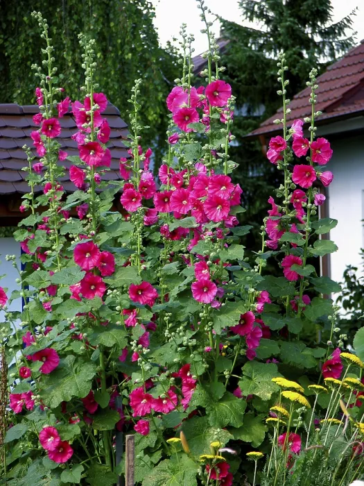 Framed Print : Hollyhock, common hollyhock (Alcea rosea)
