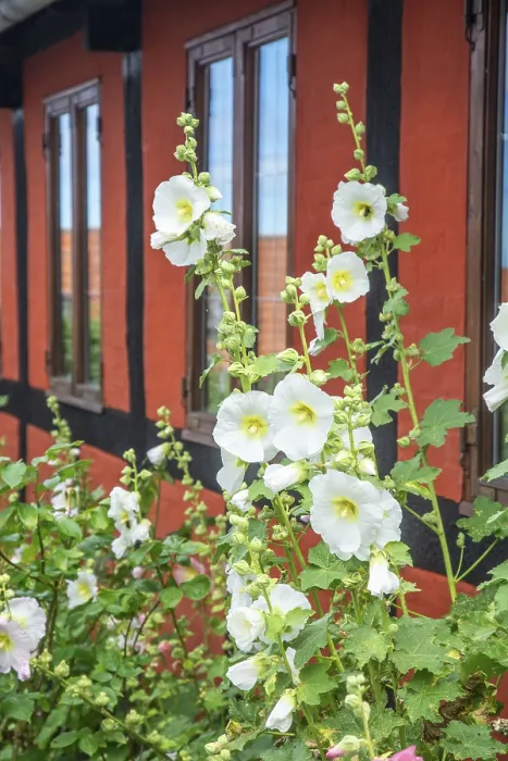 Framed Print : Hollyhocks at half-timbered houses in Gudhjem