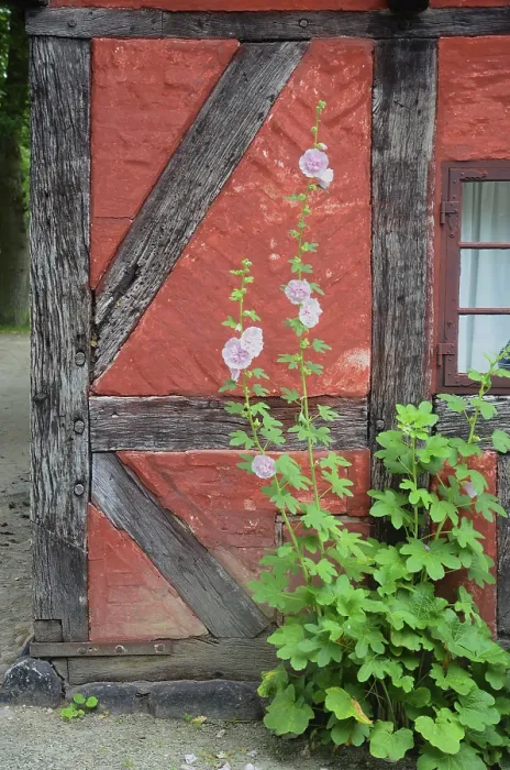 Framed Print : Hollyhocks by the window of a red half-timbered house in Den gamle by Framed Print : Hollyhocks by the window of a red half-timbered house in Den gamle by
