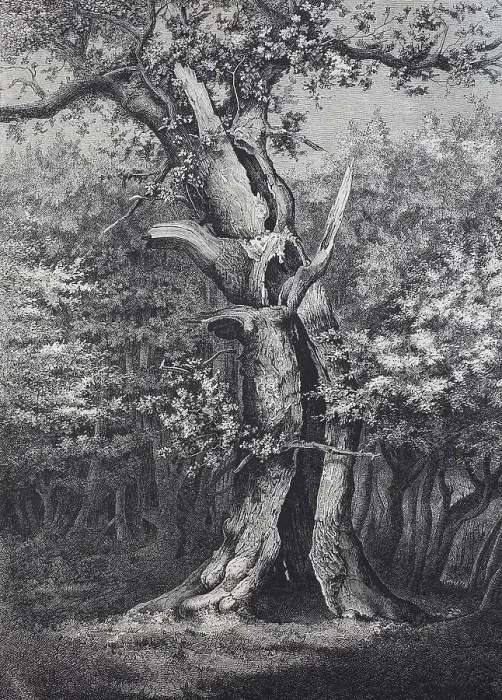 Framed Print : Holm oak in the Hasbruck, a 627-hectare oak and beech forest in the Oldenburg district of Lower Saxony