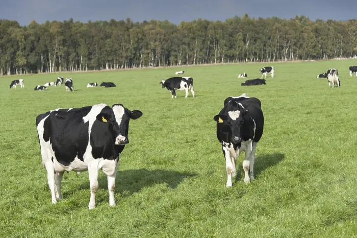 Framed Print : Holstein dairy cattle in pasture, Cumbria, UK