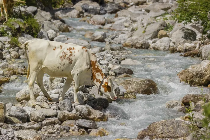 Framed Print : Holstein Friesian cattle crossing a creek on an alpine pasture Framed Print : Holstein Friesian cattle crossing a creek on an alpine pasture