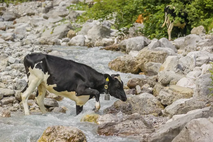 Framed Print : Holstein Friesian cattle crossing a creek on an alpine pasture