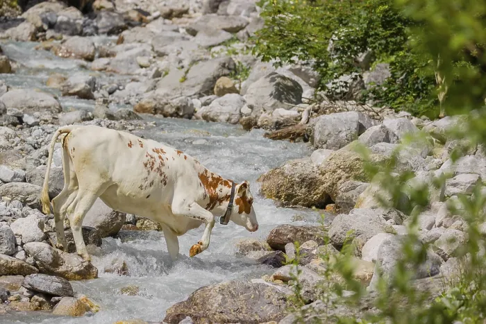 Framed Print : Holstein Friesian cattle crossing a creek on an alpine pasture